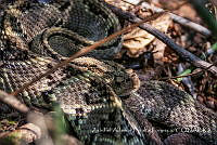 ZAPF0265 Crotalus culminatus.jpg