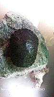 ZG018 0148 Trachemys scripta.jpg