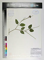 JAdNV0419 Citharexylum berlandieri.JPG