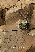 3R 01280 Echinocereus stramineus.jpg