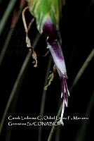 Zoqui 0183 Tillandsia sp..jpg