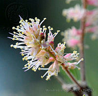 MDLLPG0090 Mimosa polyantha.jpg