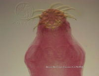 NE002 0181 Glossocercus auritus.jpg