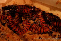 OIEA0026 Cactoblastis cactorum.jpg