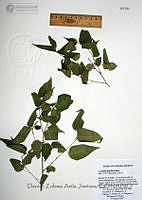 DZAJ187 Acalypha papillosa.JPG
