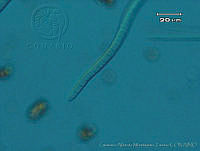 UNAMGAMZ-52 Phormidium sp..jpg