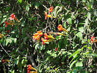 CGL0532 Campsis radicans.jpg