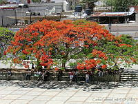 CGL0819 Delonix regia.jpg