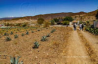 FBA1365 Paisaje agavero.jpg