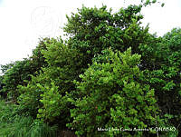 MEGA 0630 Coccoloba goldmanii.JPG