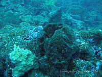 CGG0492 Geodia neptuni.JPG