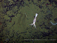 IFREMER-ICMyL-UNAM 0017 Onychoteuthis borealis ssp. japonica.jpg