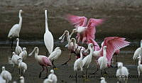 AAKVDH 0418 Egretta thula; Platalea ajaja.JPG