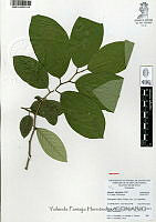 YPH0196 Annona cherimola.jpg