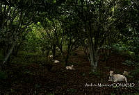 AM002 Bos taurus.jpg