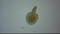 EAMS024 Xystretrum sp..jpg