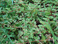 MRG-2017-445 Kallstroemia californica (MEGA-23ago17-a).JPG