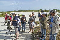 MASM07325 Phoenicopterus ruber.jpg