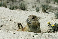 CNS0277 Cynomys mexicanus.jpg