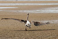 CERR01 Pelecanus occidentalis.JPG