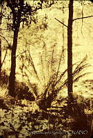 3092 Plecosorus speciosissimus.jpg