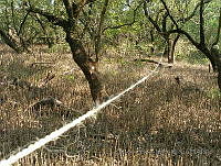 MBM002 Avicennia germinans.jpg