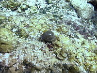 NE018 0747 Luria cinerea.jpg