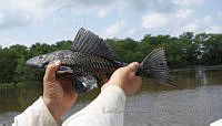 LEAdA064 Pterygoplichthys pardalis.jpg