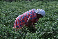 RG055 0060 Capsicum.JPG