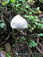 MCS152 Inocybe .JPG