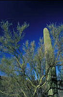 CSP0301 El Pinacate, Sonora.jpg