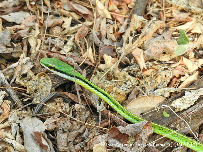 MAGB%200364%20Leptophis%20%20diplotropis.JPG.iSeEuMj1MaXjgfdhQA3g0JtbmFja29CbnFuZ3NAbXJ6LGtwZQA.5KuY8xFoD6