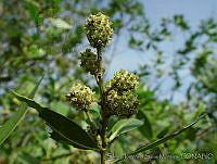 SHSM0023 Conocarpus erectus.jpg