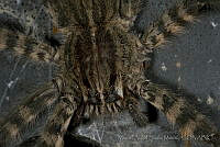 MASM04913 Cupiennius sp..jpg