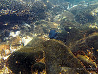 ALCM032 Microspathodon dorsalis.JPG
