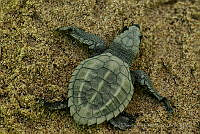 IDG0736 Chelonia mydas.jpg