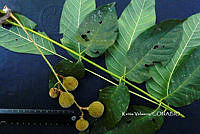 ME010 KV 02107 Trichilia americana (Sessé & Moc.) T.D. Penn., 1981_.JPG