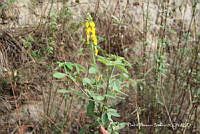 proy JF091 0136 Crotalaria cajanifolia.JPG