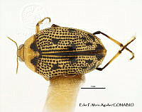 EFM0073 Peltodytes mexicanus.JPG