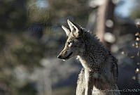 MASM00805 Canis latrans.jpg