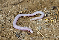 CNS1297 Bipes biporus.jpg