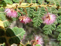 OTVBK029 0195 Actinocheita potentillifolia.jpg