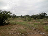 LI005 0106 Stenocereus alamosensis.jpg