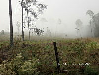 RG055 0236 Bosque de piino.JPG