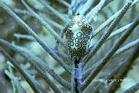 NE018 0768 Cyphoma gibbosum.jpg