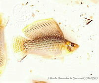 JMHS0029 Poecilia velifera.jpg