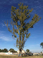 PRB0453 Eucalyptus sp..jpg