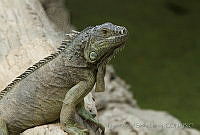 MASM05025 Iguana iguana.jpg