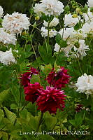 LRP1096 Dahlia pinnata.jpg