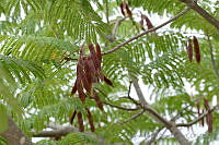 MDLLPG0040 Conzattia multiflora.jpg